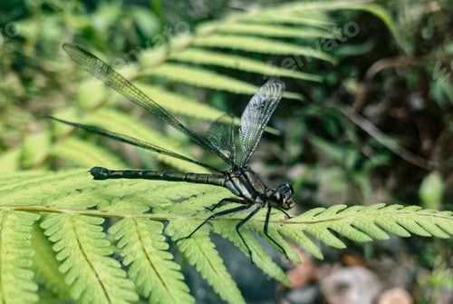 Preview: Dragonfly