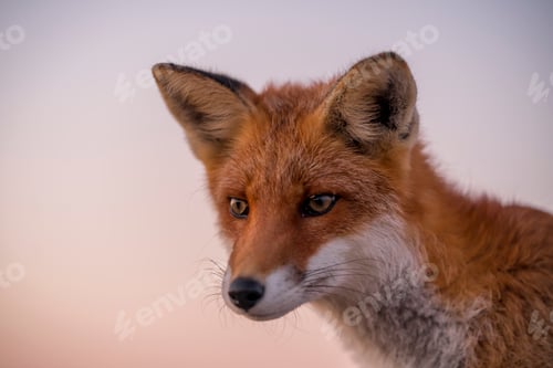 Preview: Fox on the pier in Hirtshals, Denmark.