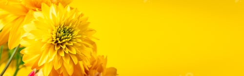 Preview: Yellow chrysanthemums and gerberas on a bright background.