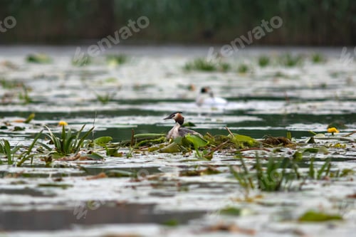 Preview: Great crested grebe - Podiceps cristatus