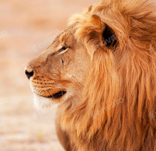 Preview: A Best wildlife sanctuary in the world