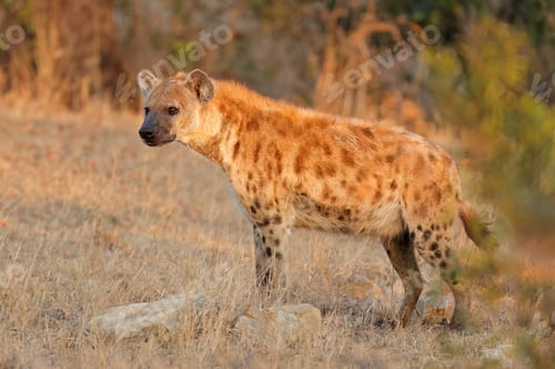 Preview: Spotted hyena - Kruger National Park