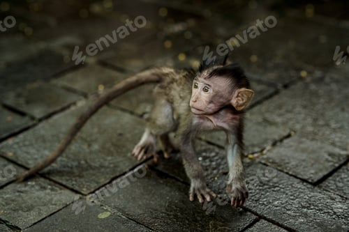 Preview: Monkeys in Ubud Monkey Forest, Bali