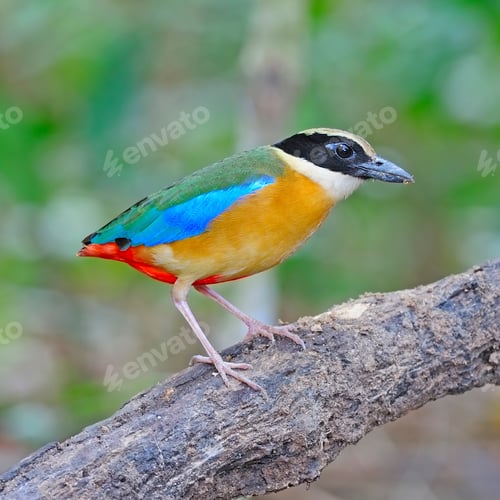 Preview: Blue-winged Pitta
