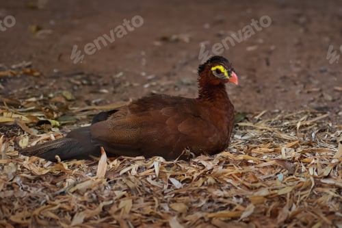 Preview: Nocturnal Curassow bird (Nothocrax urumutum)