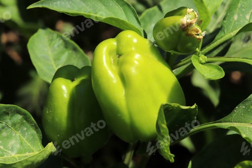Preview: Green peppers growing in the garden.