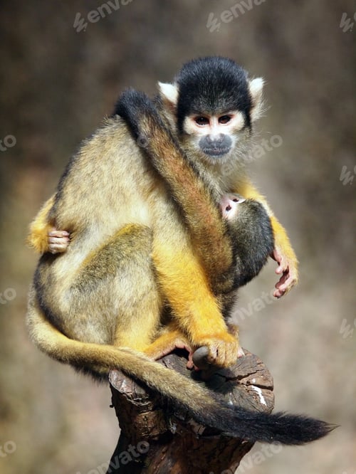 Preview: Squirrel monkey with baby