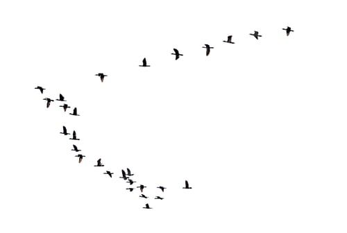 Preview: Silhouette flock of birds flying in a row