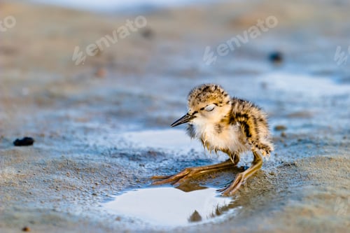 Preview: Black-Winged Stilt
