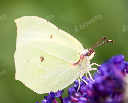Preview: Brimstone Butterfly
