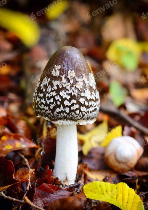 Preview: Autumn mushroom (Coprinopsis picacea) in the forest