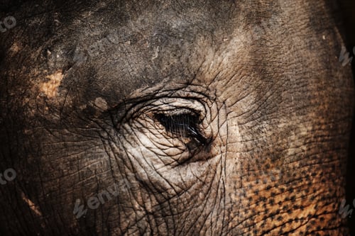 Preview: Wise old eyes. Closeup of an Asian elephants eye and wrinkled skin - Thailand.