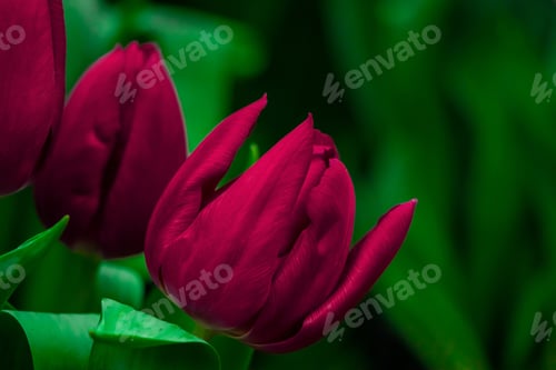 Preview: Tulip flower close up. Color of the year 2023 - Viva Magenta