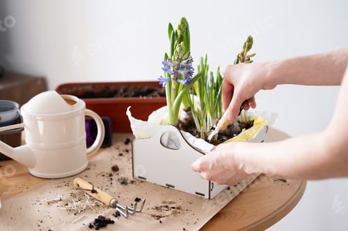 Preview: Gardening At Home With Hyacinths In Springtime