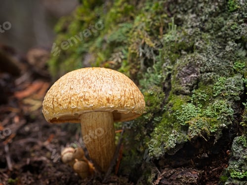 Preview: Single Gymnopilus in north Idaho.