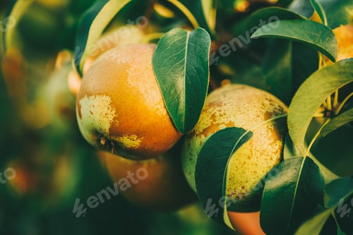 Preview: Fresh Green Pears On Pear Tree Branch, Bunch