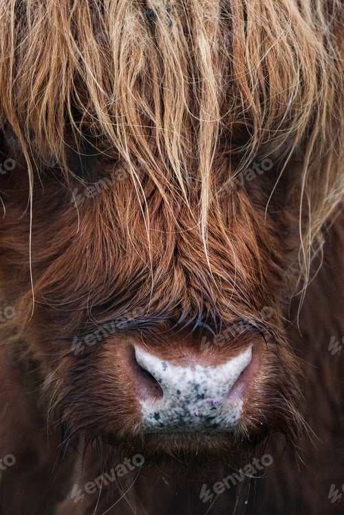 Preview: Closeup of hairy Scottish Highland Cattle