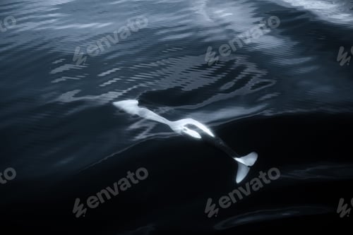 Preview: Beautiful shot of a killer orca whale sighting swimming in dark waters in Alaska