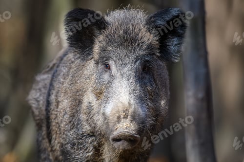 Preview: Portrait male Wild-boar in autumn forest