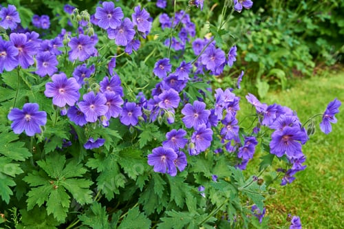 Preview: Blue Geranium