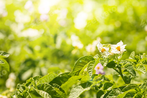 Preview: Green blooming potato plant
