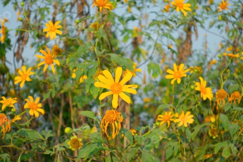 Preview: Colorful bloom flowers in national garden park, Thailand. Nature landscape background