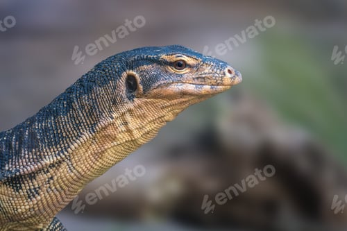 Preview: Asian Water Monitor lizard (Varanus salvator)