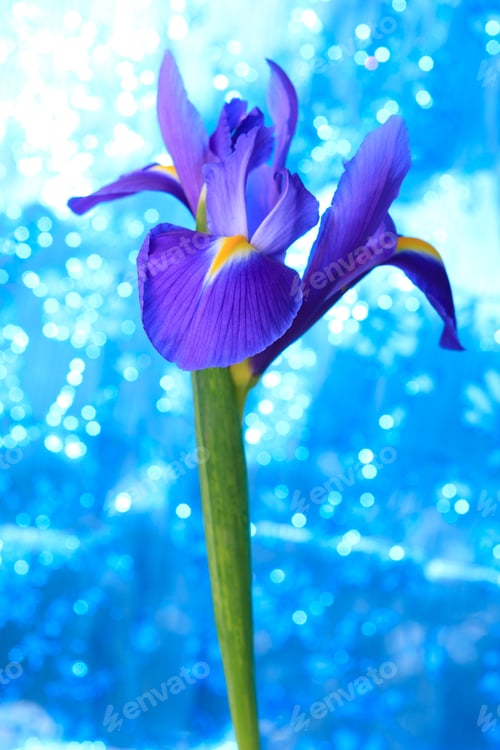 Preview: Beautiful blue iris flowers background