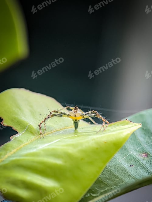 Preview: The two-striped jumper, or Telamonia dimidiata on green leaf.