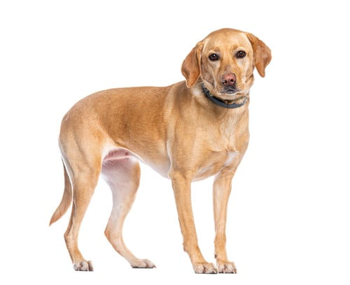 Preview: Labrador retriever wearing a collar standing on white background