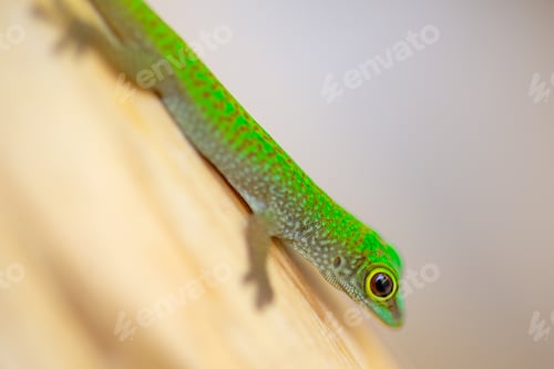 Preview: Vibrant green gecko clings to smooth surface, showcasing intricate skin patterns, textured feet