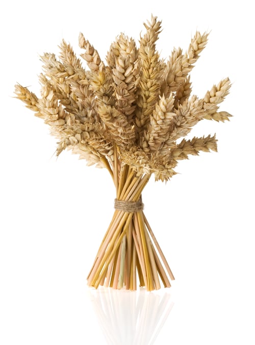 Preview: ears of wheat isolated on white