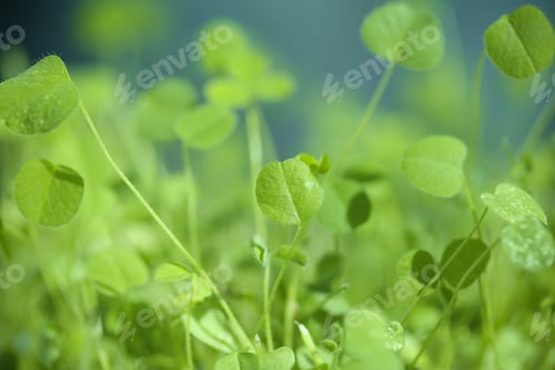 Preview: Young Greens Different For Food Grow In A Greenhouse