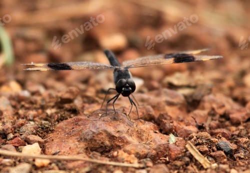 Preview: Dragonfly - Bigodi Wetlands - Uganda, Africa