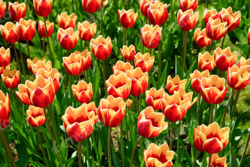 Preview: Yellow red tulip flowers blooming in a tulip field at sunset. Nature