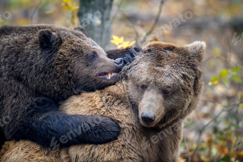 Preview: Two bears playing or fighting in the autumn forest. Danger animal in nature habitat. Big mammal