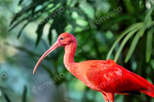 Preview: scarlet ibis (Eudocimus ruber)