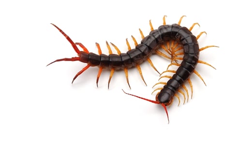 Preview: Giant centipede isolated on white background