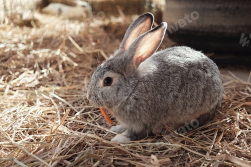 Preview: Cute Easter bunny eating carrot
