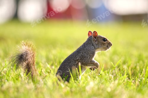 Preview: Curious beautiful wild gray squirrel looking up on green grass in summer town park