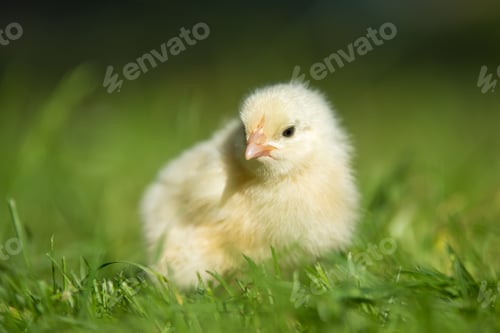 Preview: Little chicken on the grass