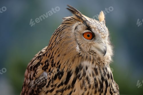 Preview: Close up of a majestic Eurasian eagle-owl looking to the side with a blurred background