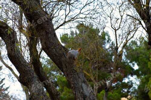 Preview: Squirrel fluffy funny with a red tail and ears close-up on a tree.