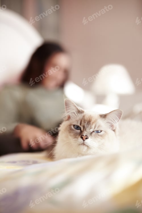 Preview: Why is she in MY bed. A closeup shot of a fluffy kitty and its owner lying in bed.
