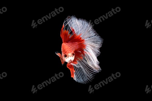 Preview: Siamese fighting fish Betta splendens on black background