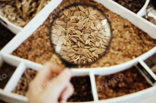 Preview: Closeup of a person's hand holding a magnifying glass for inspecting sunflower seeds in white bowl