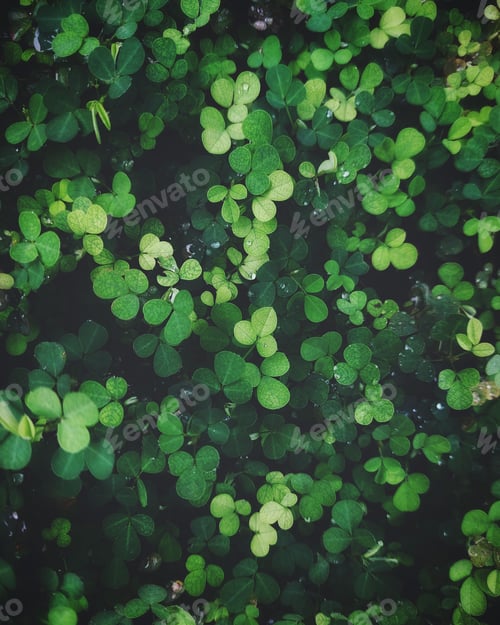 Preview: Fresh green foliage with water drops