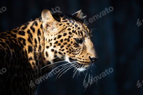 Preview: Ad8g 6319
