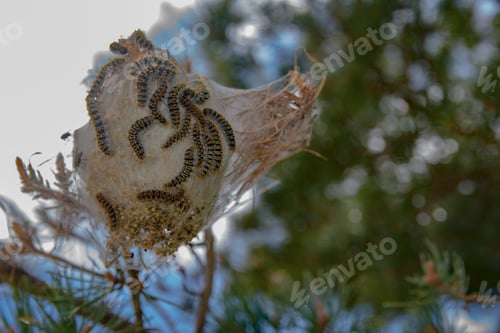 Preview: Nest of pine processionary caterpillars in the green needles of a fir tree against a plain blue sky