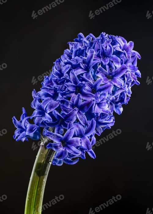 Preview: Purple Hyacinth flower on a black background